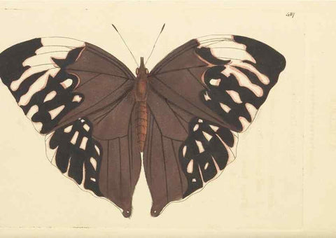 Reproducción/Reproduction 30741212431: The naturalist's miscellany, or Coloured figures of natural objects. London :Printed for Nodder & Co.,1789-1813