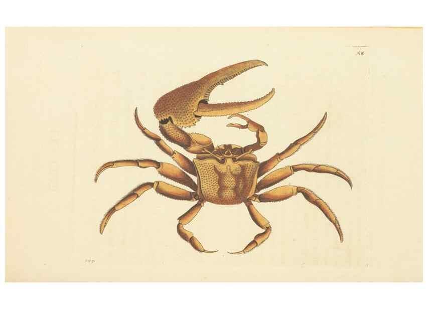 Reproducción/Reproduction 30792431306: The naturalist's miscellany, or Coloured figures of natural objects. London :Printed for Nodder & Co.,1789-1813