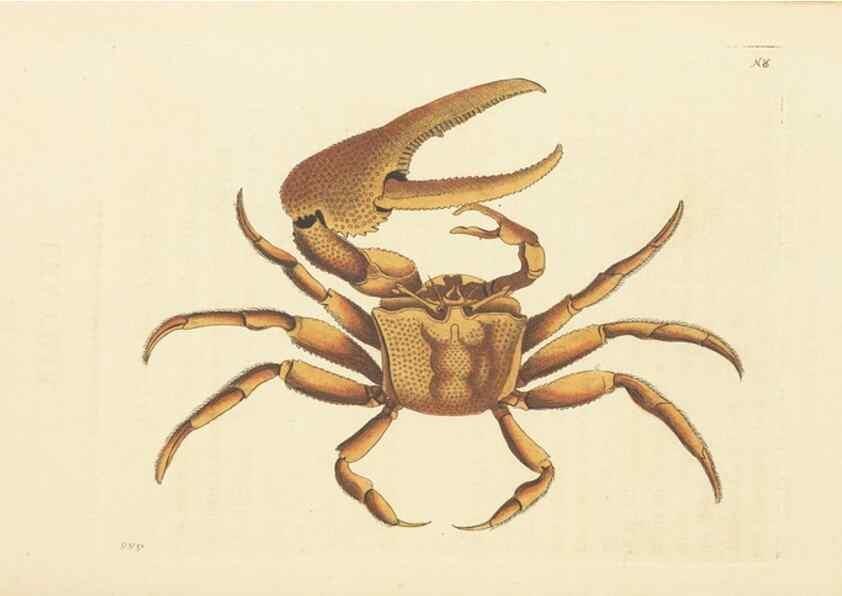 Reproducción/Reproduction 30792431306: The naturalist's miscellany, or Coloured figures of natural objects. London :Printed for Nodder & Co.,1789-1813