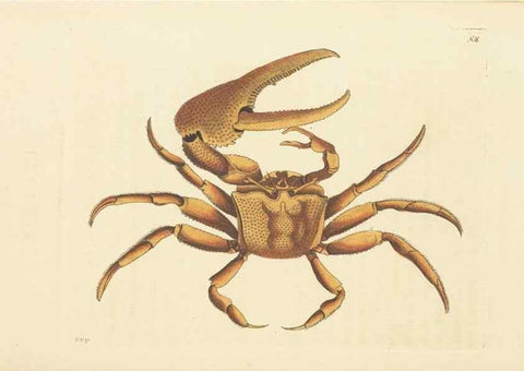 Reproducción/Reproduction 30792431306: The naturalist's miscellany, or Coloured figures of natural objects. London :Printed for Nodder & Co.,1789-1813