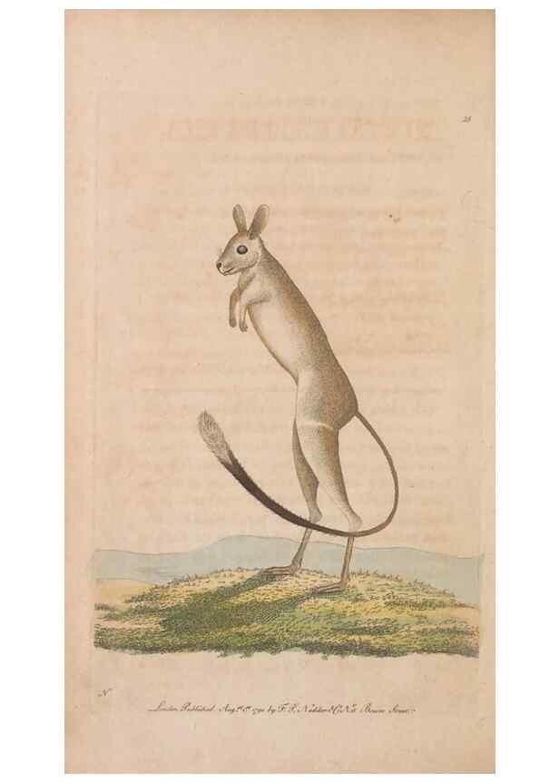 Reproducción/Reproduction 30549943920: The naturalist's miscellany, or Coloured figures of natural objects. London :Printed for Nodder & Co.,1789-1813