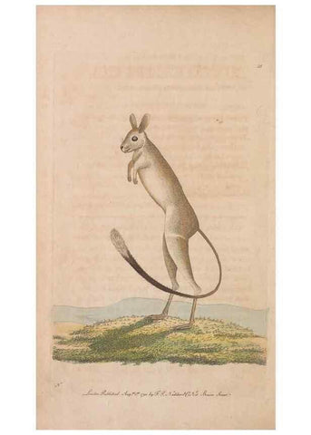 Reproducción/Reproduction 30549943920: The naturalist's miscellany, or Coloured figures of natural objects. London :Printed for Nodder & Co.,1789-1813