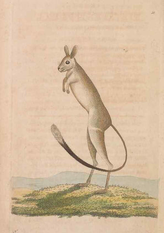 Reproducción/Reproduction 30549943920: The naturalist's miscellany, or Coloured figures of natural objects. London :Printed for Nodder & Co.,1789-1813