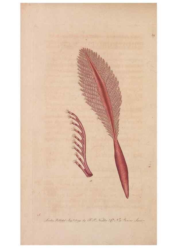 Reproducción/Reproduction 30218912204: The naturalist's miscellany, or Coloured figures of natural objects. London :Printed for Nodder & Co.,1789-1813