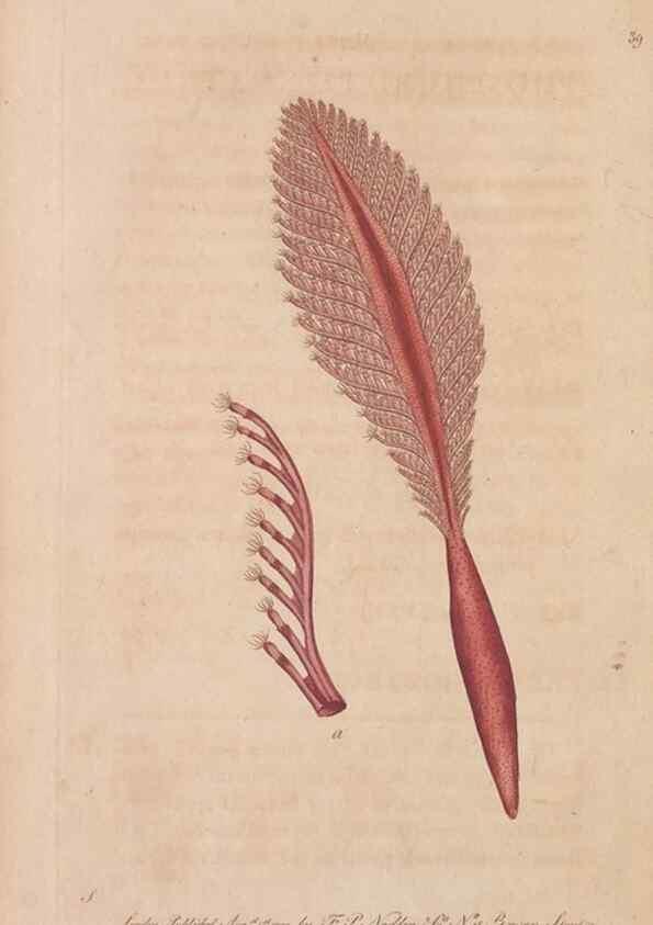 Reproducción/Reproduction 30218912204: The naturalist's miscellany, or Coloured figures of natural objects. London :Printed for Nodder & Co.,1789-1813