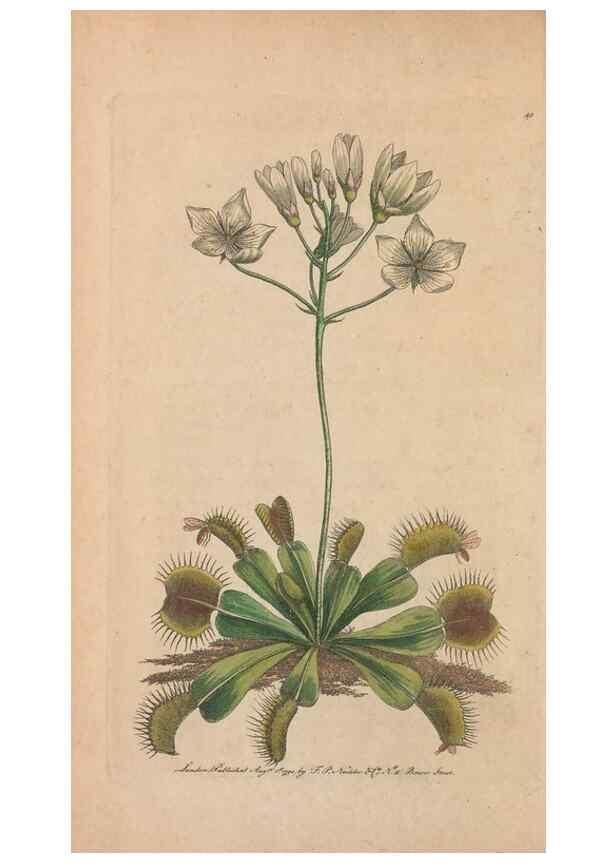 Reproducción/Reproduction 30734516832: The naturalist's miscellany, or Coloured figures of natural objects. London :Printed for Nodder & Co.,1789-1813