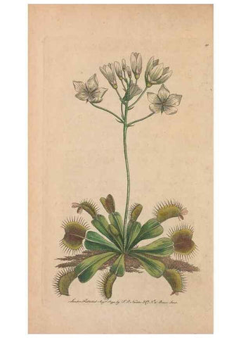 Reproducción/Reproduction 30734516832: The naturalist's miscellany, or Coloured figures of natural objects. London :Printed for Nodder & Co.,1789-1813