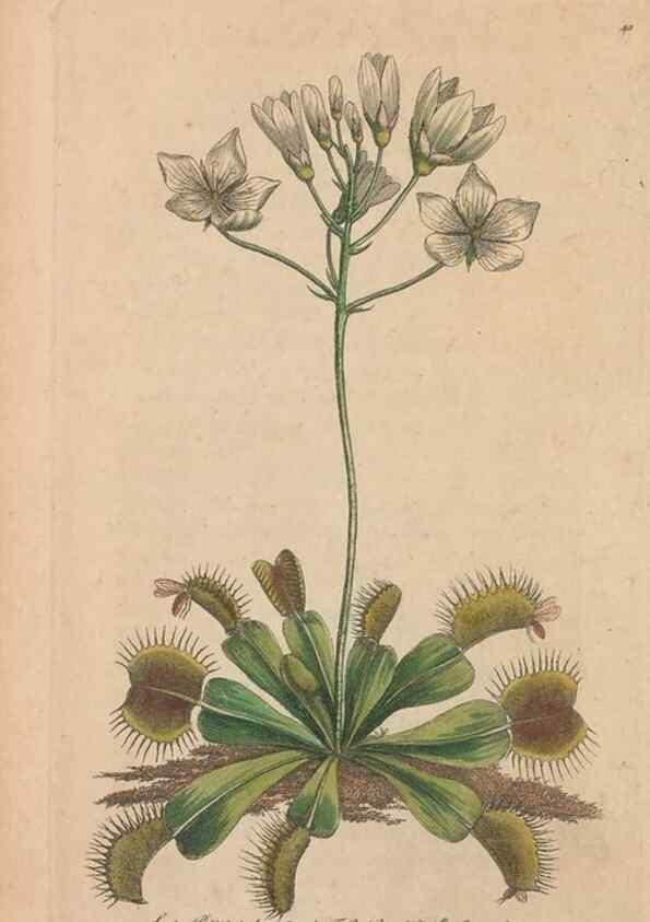 Reproducción/Reproduction 30734516832: The naturalist's miscellany, or Coloured figures of natural objects. London :Printed for Nodder & Co.,1789-1813