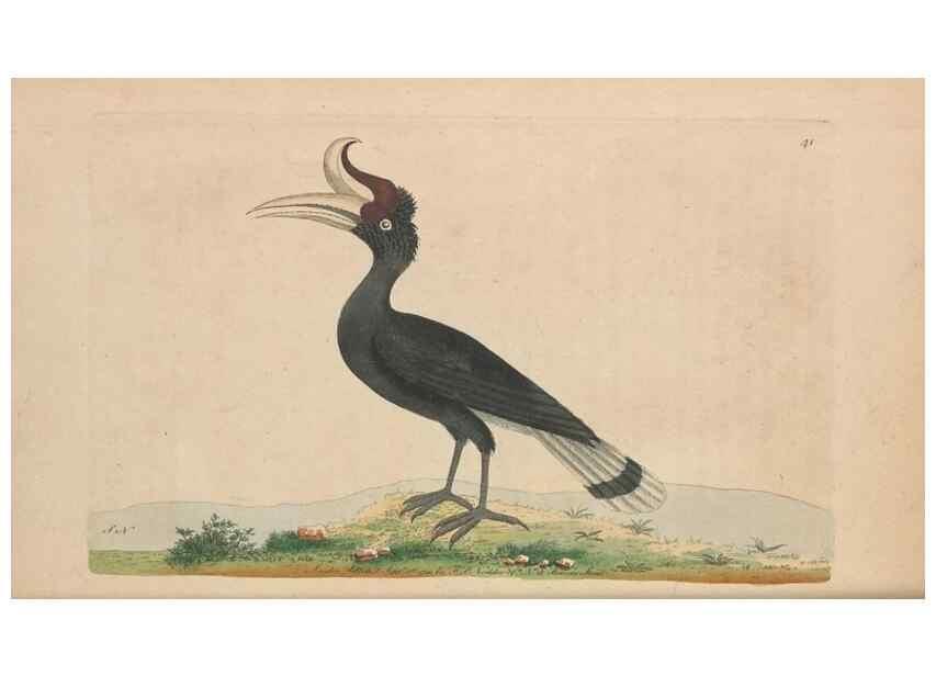 Reproducción/Reproduction 30763010781: The naturalist's miscellany, or Coloured figures of natural objects. London :Printed for Nodder & Co.,1789-1813