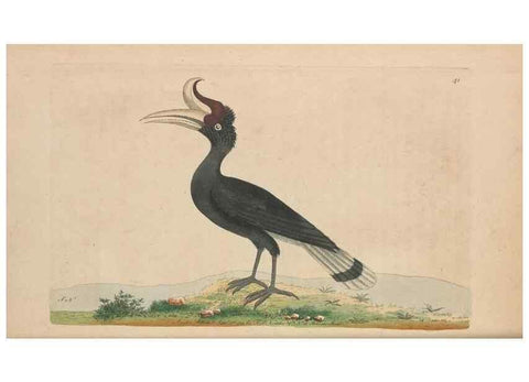 Reproducción/Reproduction 30763010781: The naturalist's miscellany, or Coloured figures of natural objects. London :Printed for Nodder & Co.,1789-1813