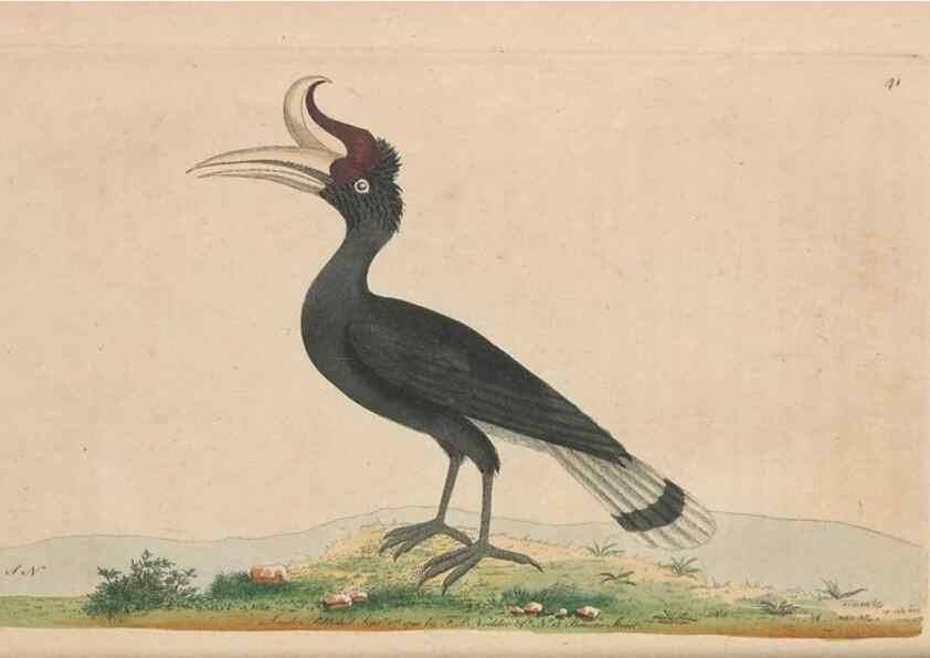 Reproducción/Reproduction 30763010781: The naturalist's miscellany, or Coloured figures of natural objects. London :Printed for Nodder & Co.,1789-1813