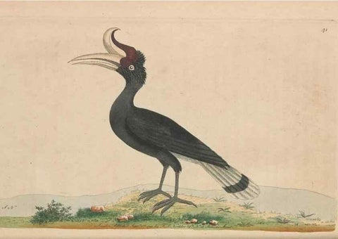 Reproducción/Reproduction 30763010781: The naturalist's miscellany, or Coloured figures of natural objects. London :Printed for Nodder & Co.,1789-1813