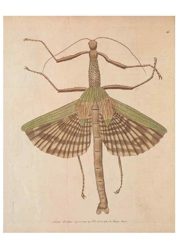 Reproducción/Reproduction 30734521842: The naturalist's miscellany, or Coloured figures of natural objects. London :Printed for Nodder & Co.,1789-1813