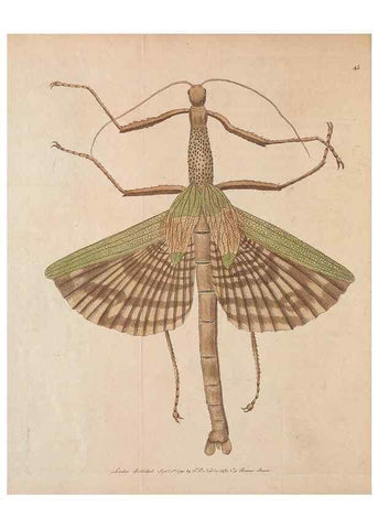 Reproducción/Reproduction 30734521842: The naturalist's miscellany, or Coloured figures of natural objects. London :Printed for Nodder & Co.,1789-1813
