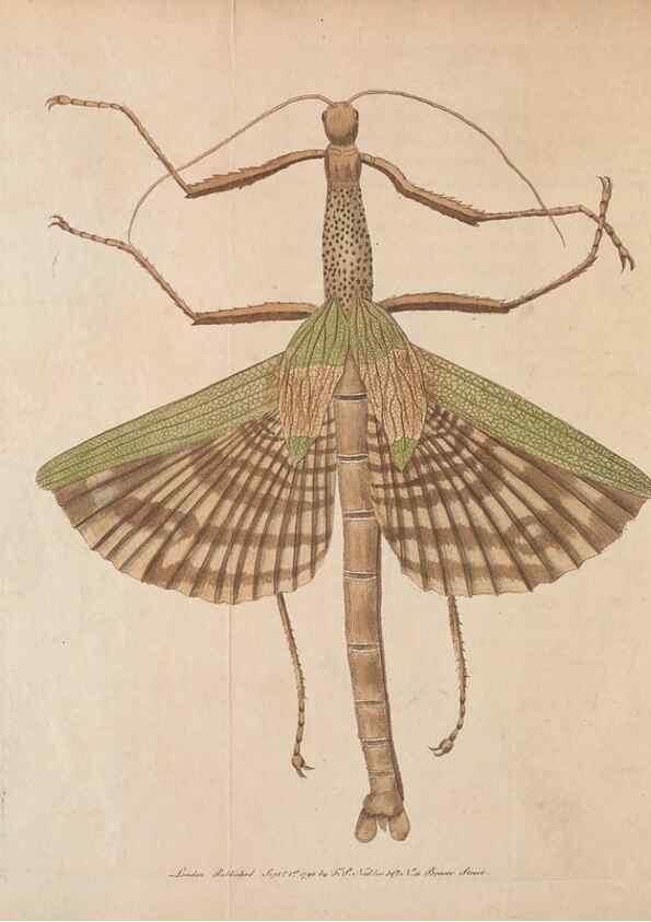 Reproducción/Reproduction 30734521842: The naturalist's miscellany, or Coloured figures of natural objects. London :Printed for Nodder & Co.,1789-1813