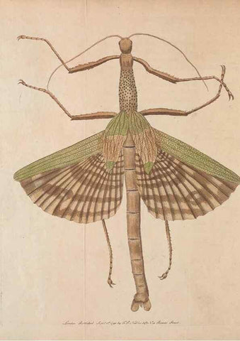 Reproducción/Reproduction 30734521842: The naturalist's miscellany, or Coloured figures of natural objects. London :Printed for Nodder & Co.,1789-1813