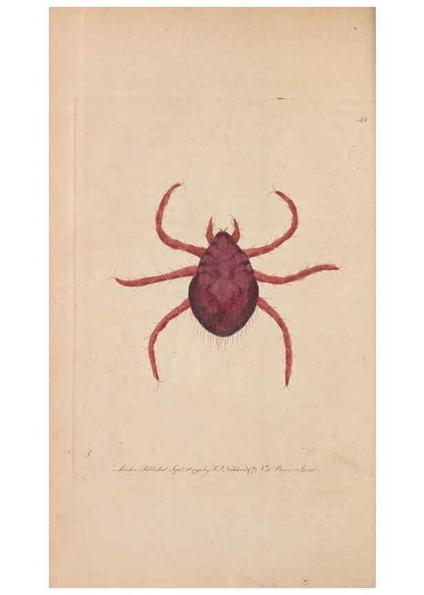 Reproducción/Reproduction 30734524032: The naturalist's miscellany, or Coloured figures of natural objects. London :Printed for Nodder & Co.,1789-1813