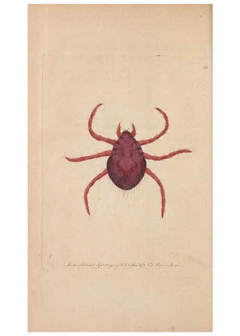 Reproducción/Reproduction 30734524032: The naturalist's miscellany, or Coloured figures of natural objects. London :Printed for Nodder & Co.,1789-1813