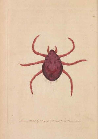 Reproducción/Reproduction 30734524032: The naturalist's miscellany, or Coloured figures of natural objects. London :Printed for Nodder & Co.,1789-1813