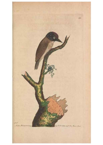 Reproducción/Reproduction 30549955400: The naturalist's miscellany, or Coloured figures of natural objects. London :Printed for Nodder & Co.,1789-1813