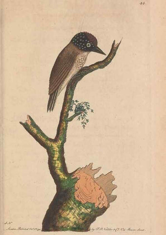 Reproducción/Reproduction 30549955400: The naturalist's miscellany, or Coloured figures of natural objects. London :Printed for Nodder & Co.,1789-1813