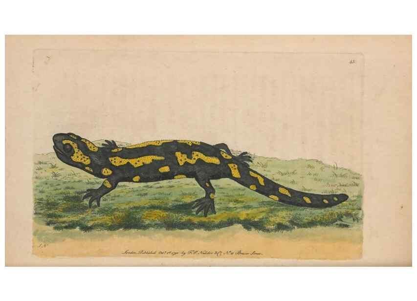 Reproducción/Reproduction 30850899575: The naturalist's miscellany, or Coloured figures of natural objects. London :Printed for Nodder & Co.,1789-1813