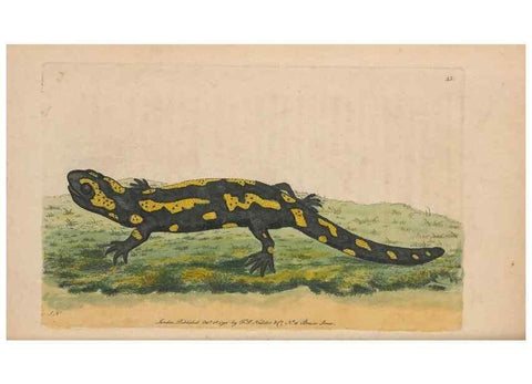 Reproducción/Reproduction 30850899575: The naturalist's miscellany, or Coloured figures of natural objects. London :Printed for Nodder & Co.,1789-1813