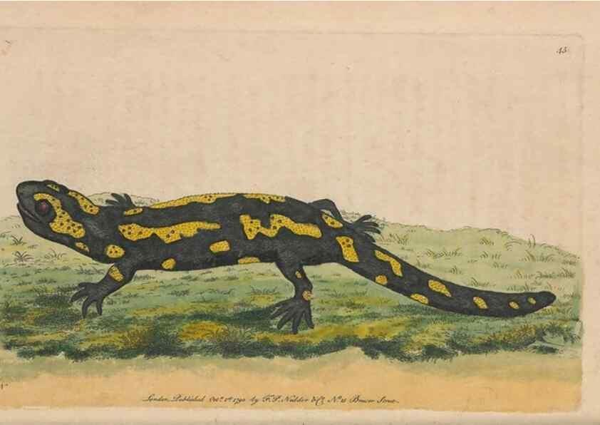 Reproducción/Reproduction 30850899575: The naturalist's miscellany, or Coloured figures of natural objects. London :Printed for Nodder & Co.,1789-1813