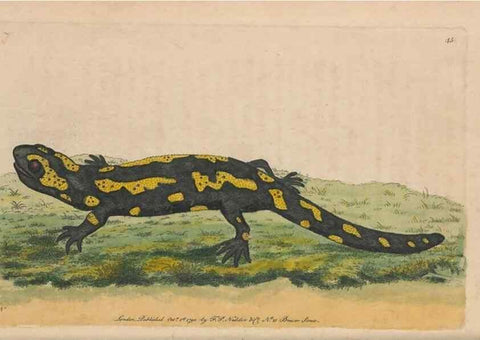 Reproducción/Reproduction 30850899575: The naturalist's miscellany, or Coloured figures of natural objects. London :Printed for Nodder & Co.,1789-1813