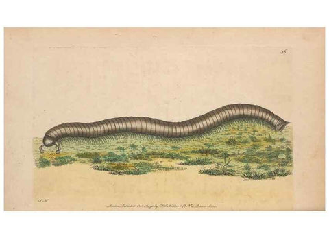 Reproducción/Reproduction 30549960050: The naturalist's miscellany, or Coloured figures of natural objects. London :Printed for Nodder & Co.,1789-1813