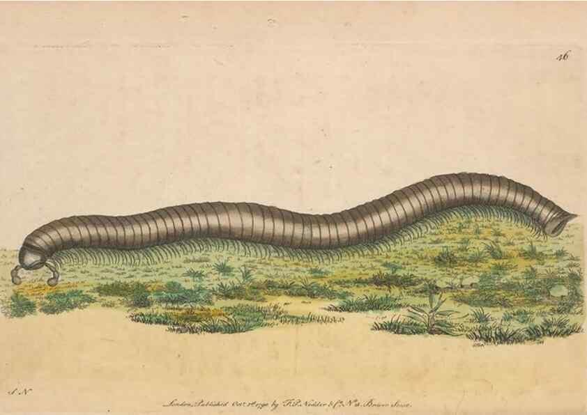 Reproducción/Reproduction 30549960050: The naturalist's miscellany, or Coloured figures of natural objects. London :Printed for Nodder & Co.,1789-1813