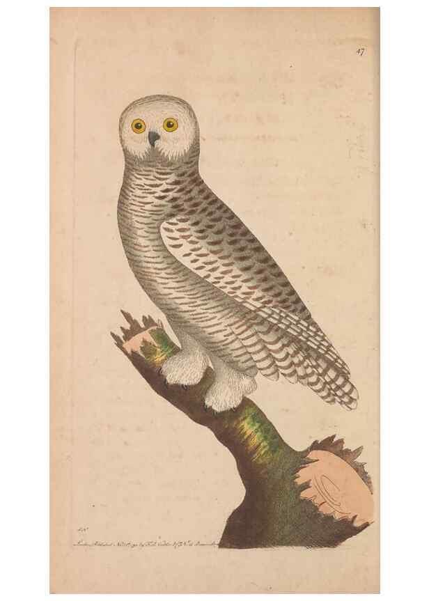 Reproducción/Reproduction 30850904265: The naturalist's miscellany, or Coloured figures of natural objects. London :Printed for Nodder & Co.,1789-1813