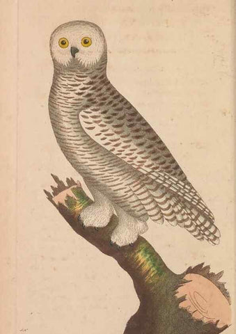 Reproducción/Reproduction 30850904265: The naturalist's miscellany, or Coloured figures of natural objects. London :Printed for Nodder & Co.,1789-1813