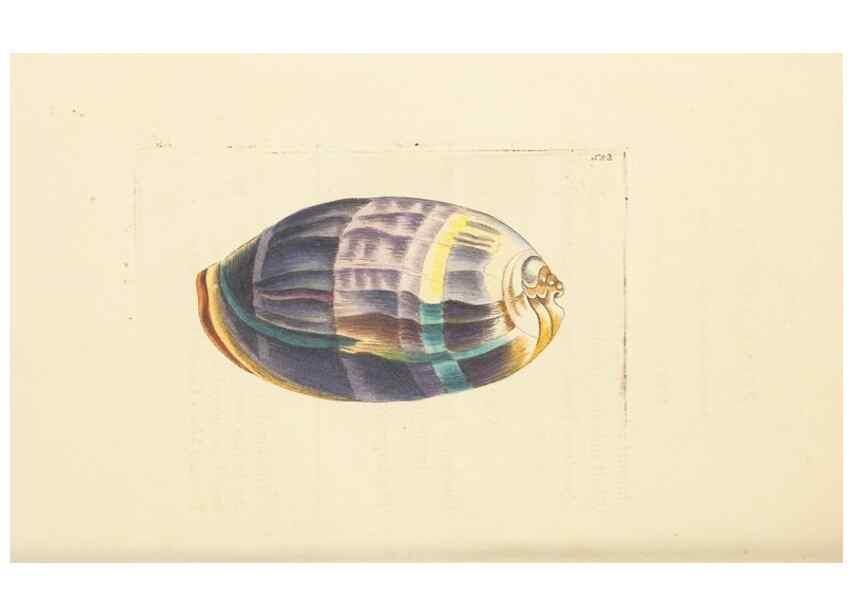 Reproducción/Reproduction 30194062673: The naturalist's miscellany, or Coloured figures of natural objects. London :Printed for Nodder & Co.,1789-1813