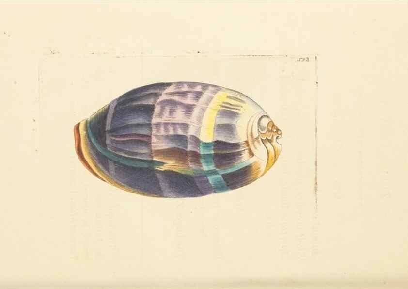 Reproducción/Reproduction 30194062673: The naturalist's miscellany, or Coloured figures of natural objects. London :Printed for Nodder & Co.,1789-1813