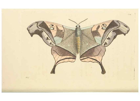 Reproducción/Reproduction 30712145082: The naturalist's miscellany, or Coloured figures of natural objects. London :Printed for Nodder & Co.,1789-1813