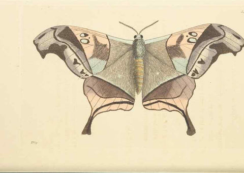 Reproducción/Reproduction 30712145082: The naturalist's miscellany, or Coloured figures of natural objects. London :Printed for Nodder & Co.,1789-1813