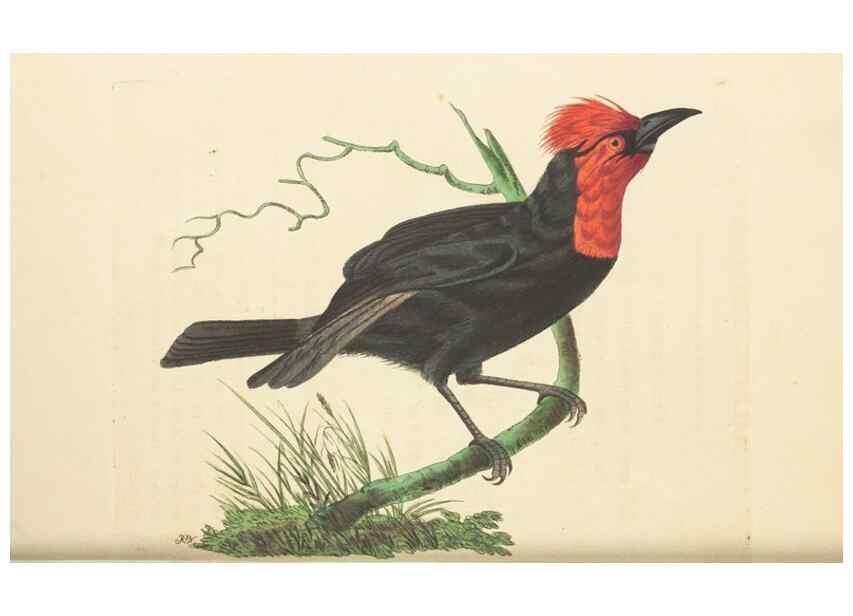 Reproducción/Reproduction 30194057683: The naturalist's miscellany, or Coloured figures of natural objects. London :Printed for Nodder & Co.,1789-1813