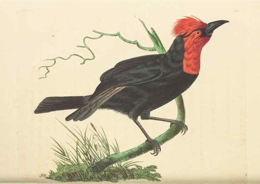Reproducción/Reproduction 30194057683: The naturalist's miscellany, or Coloured figures of natural objects. London :Printed for Nodder & Co.,1789-1813