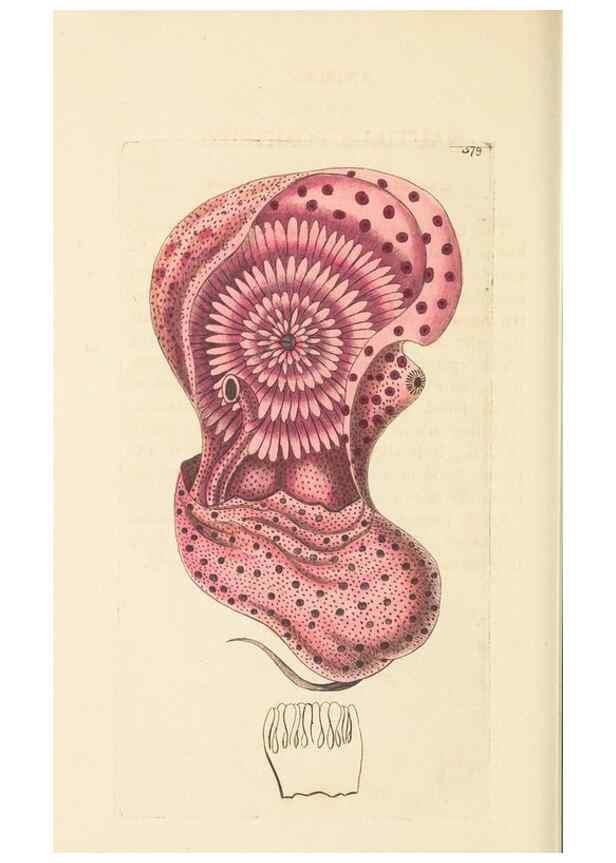 Reproducción/Reproduction 30528110870: The naturalist's miscellany, or Coloured figures of natural objects. London :Printed for Nodder & Co.,1789-1813