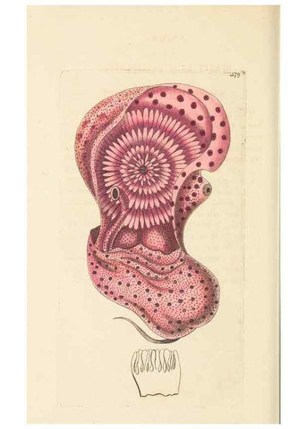 Reproducción/Reproduction 30528110870: The naturalist's miscellany, or Coloured figures of natural objects. London :Printed for Nodder & Co.,1789-1813