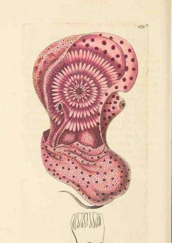 Reproducción/Reproduction 30528110870: The naturalist's miscellany, or Coloured figures of natural objects. London :Printed for Nodder & Co.,1789-1813