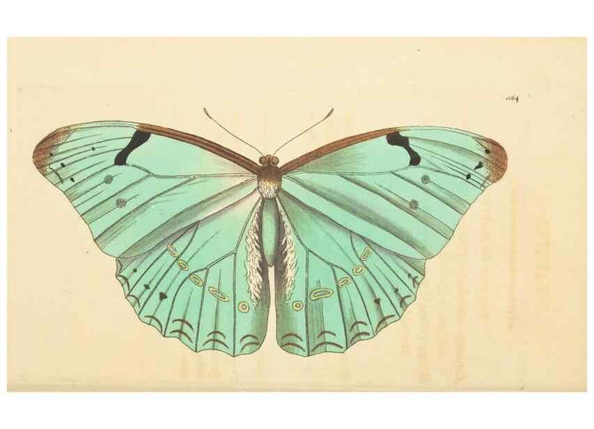 Reproducción/Reproduction 30528072350: The naturalist's miscellany, or Coloured figures of natural objects. London :Printed for Nodder & Co.,1789-1813