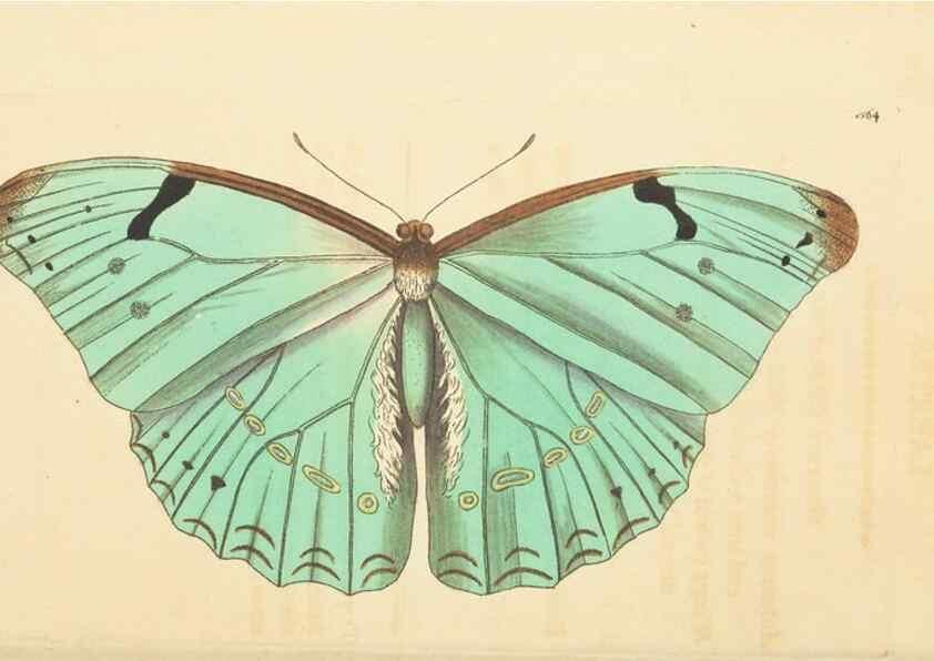 Reproducción/Reproduction 30528072350: The naturalist's miscellany, or Coloured figures of natural objects. London :Printed for Nodder & Co.,1789-1813