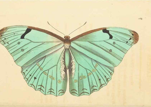 Reproducción/Reproduction 30528072350: The naturalist's miscellany, or Coloured figures of natural objects. London :Printed for Nodder & Co.,1789-1813