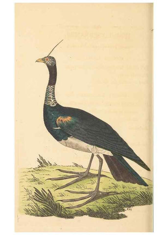 Reproducción/Reproduction 30792395926: The naturalist's miscellany, or Coloured figures of natural objects. London :Printed for Nodder & Co.,1789-1813