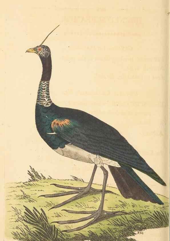 Reproducción/Reproduction 30792395926: The naturalist's miscellany, or Coloured figures of natural objects. London :Printed for Nodder & Co.,1789-1813