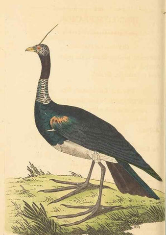 Reproducción/Reproduction 30792395926: The naturalist's miscellany, or Coloured figures of natural objects. London :Printed for Nodder & Co.,1789-1813