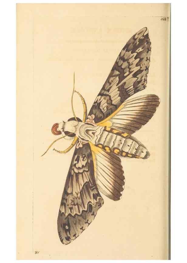 Reproducción/Reproduction 30194026503: The naturalist's miscellany, or Coloured figures of natural objects. London :Printed for Nodder & Co.,1789-1813
