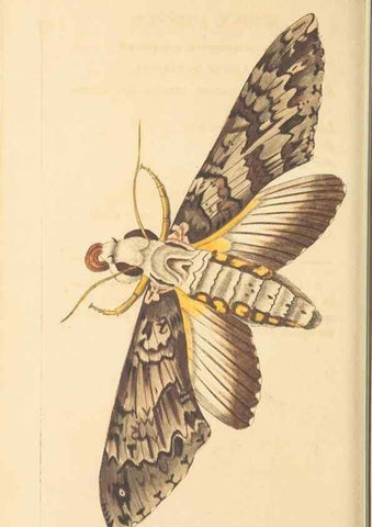 Reproducción/Reproduction 30194026503: The naturalist's miscellany, or Coloured figures of natural objects. London :Printed for Nodder & Co.,1789-1813